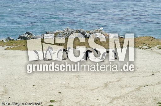 Felsenpinguine (12 von 40).jpg